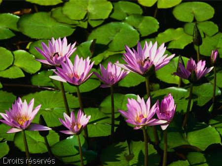 Nnuphars