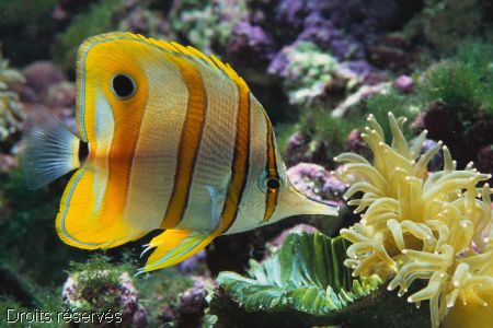Poisson